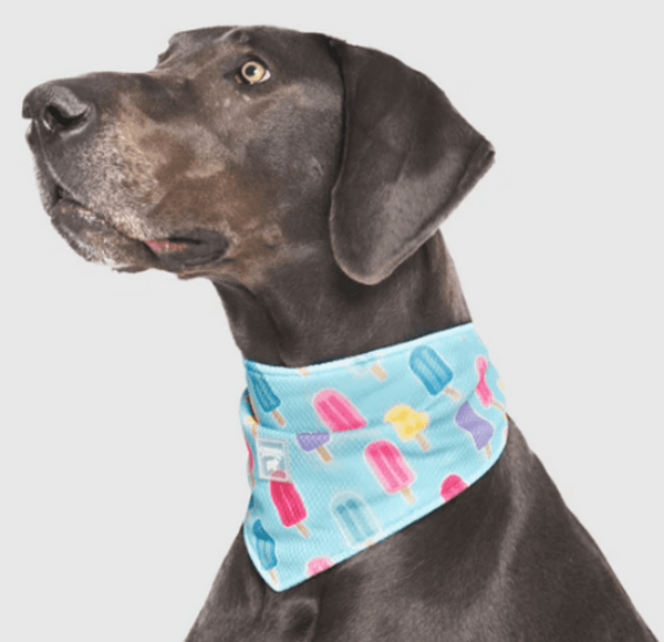 Canada Pooch - Bandana rafraîchissant Popsicles - Grand -